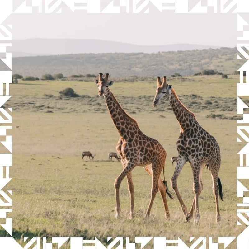 Two giraffes walking int heir natural habitat